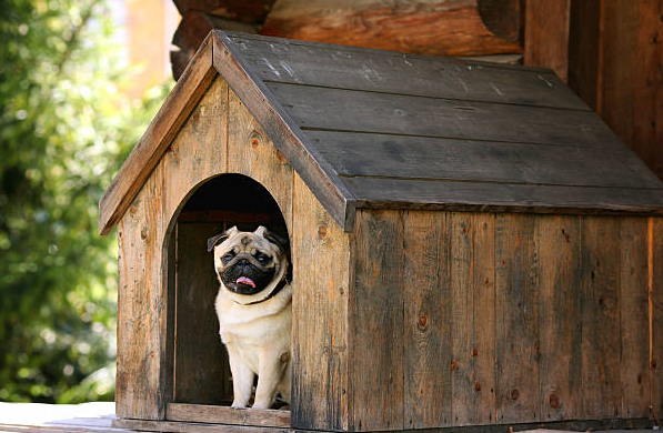 dog boarding Illinois